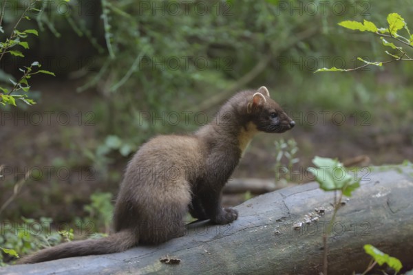 Young european pine marten sitting on the ground framed with green leaves
