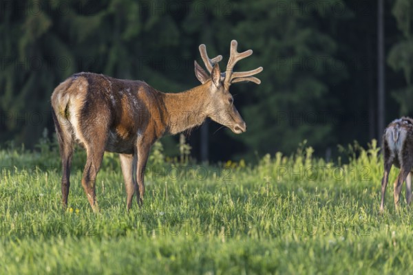 One male Altai maral, Altai wapiti or Altai elk (Cervus canadensis sibiricus) standing together with one female on a meadow in very early morning light. A dark forest in the background