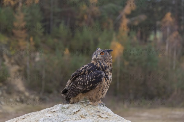 One Eurasian Eagle Owl, Bubo bubo, sitting on a grey rock of a stone quarry, a forest in fall foliage in the background