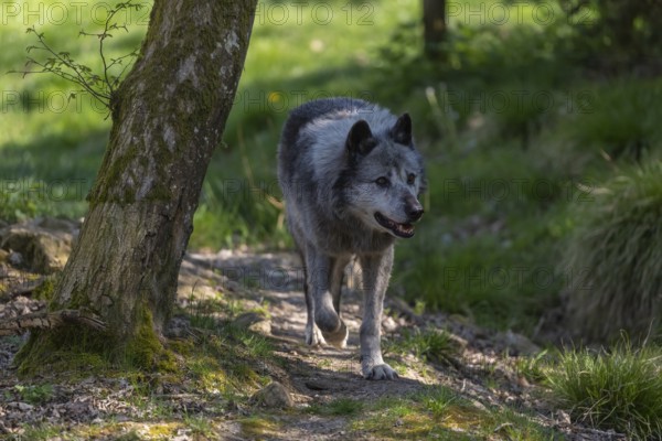 One Timberwolf, Canis lupus lycaon, walking over green grass in an opening of a forest Trees and green grass in the background