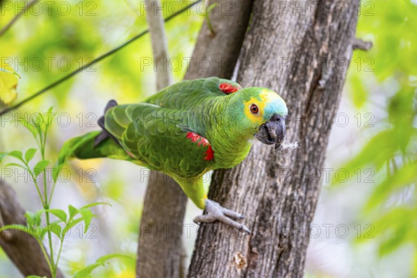 Blue-fronted Amazon (Amazona aestiva (Pantanal Brazil