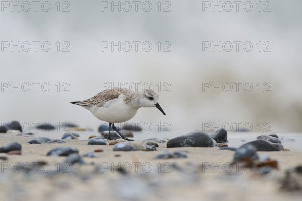 Sanderling (Calidris alba) on the beach, Düne, Helgoland, Schleswig-Holstein, Germany, Europe