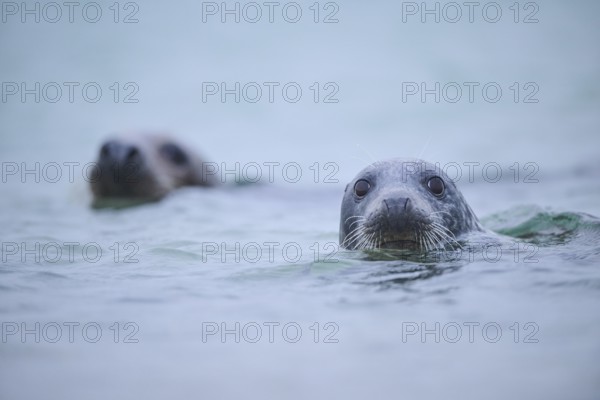 Grey seal (Halichoerus grypus) looking out of the water while swimming in the sea, Düne, Helgoland, Schleswig-Holstein, Germany, Europe