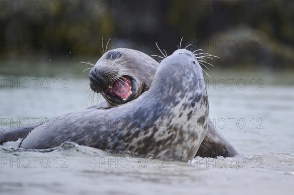 Grey seal (Halichoerus grypus) playing with each other in the water, sea, Düne, Helgoland, Schleswig-Holstein, Germany, Europe