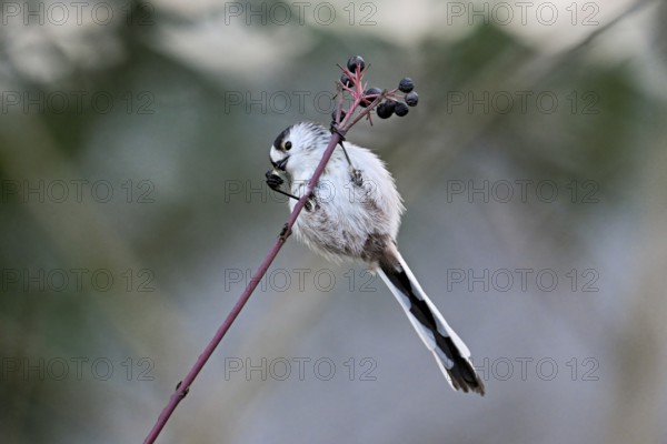 Long-tailed Tit (Aegithalos caudatus), eating fruit, Switzerland, Europe