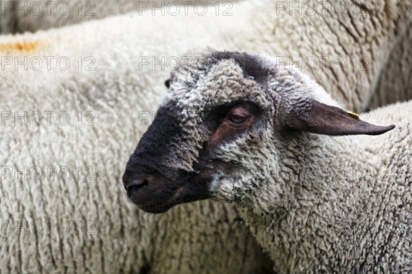 Black-headed sheep (Ovis gmelini aries), black-headed meat sheep, Shepherd and Herding Festival 2017, Amelungsborn Monastery, Negenborn, Lower Saxony, Germany, Europe
