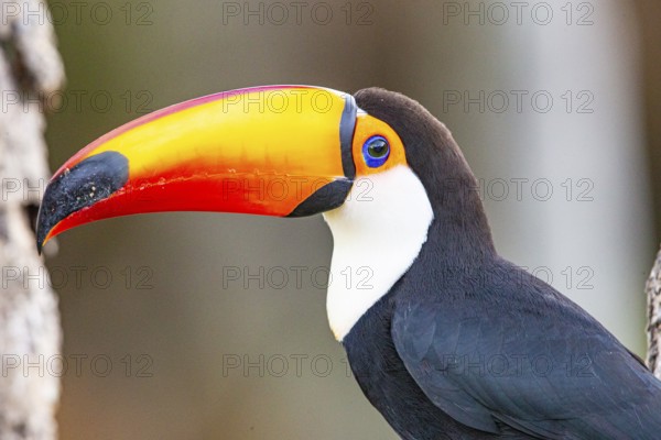 Giant toucan (Ramphastos toco) Pantanal Brazil