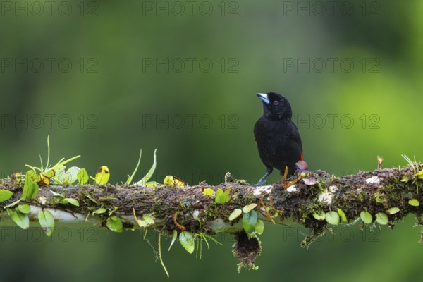 Flame tanager (Pamphecelus passerinii), tanager (Thraupidae), Costa Rica, Central America