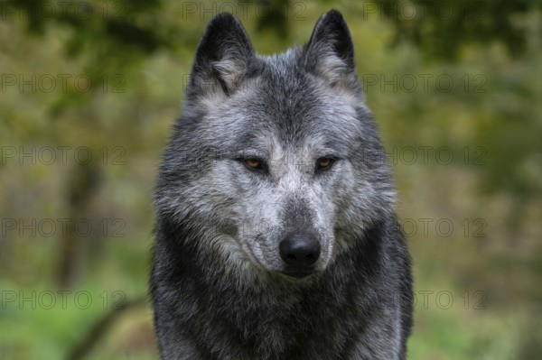 Close-up portrait of black and white Northwestern wolf, Mackenzie Valley wolf, Canadian, Alaskan timber wolf (Canis lupus occidentalis) in forest