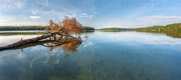 A fallen tree lies in the Stechlin, Großer Stechlinsee, clear water lake, view through the clear water to the bottom of the lake, municipality of Stechlin, district of Oberhavel, Brandenburg, Germany, Europe