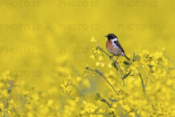 European stonechat (Saxicola rubicola) male perched in rape field in flower in spring