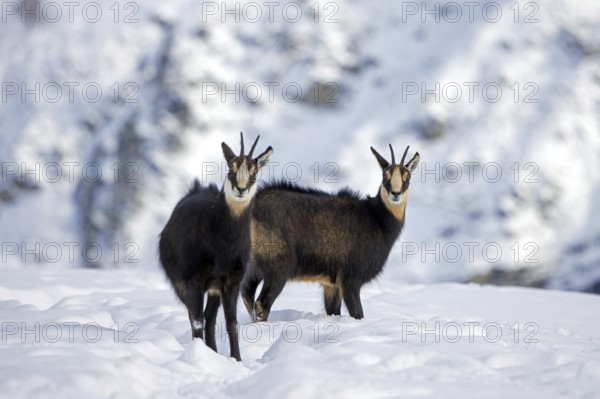 Two Alpine chamois (Rupicapra rupicapra) males, bucks on snow covered mountain slope during the rut in winter in the European Alps