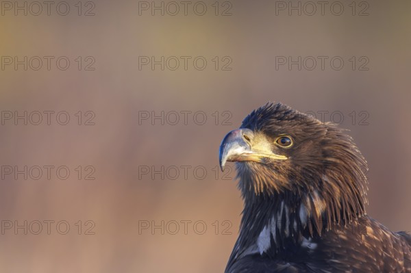 White-tailed eagle, Eurasian sea eagle, erne (Haliaeetus albicilla) close-up portrait of juvenile