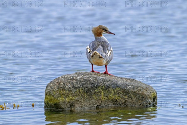 Common merganser, goosander (Mergus merganser merganser) female resting on boulder along the North Sea coast in winter