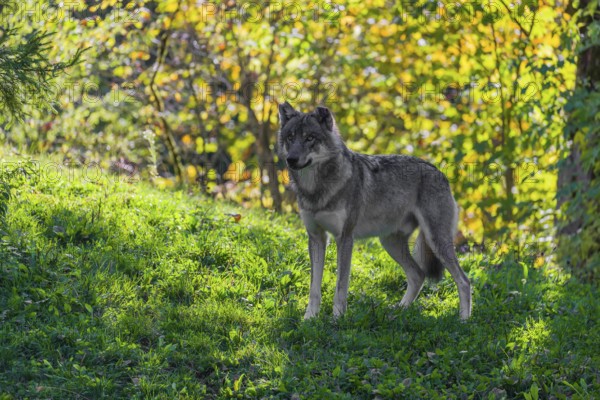 A eurasian gray wolf (Canis lupus lupus) stands on a hill with a colourful fall foliage in the background