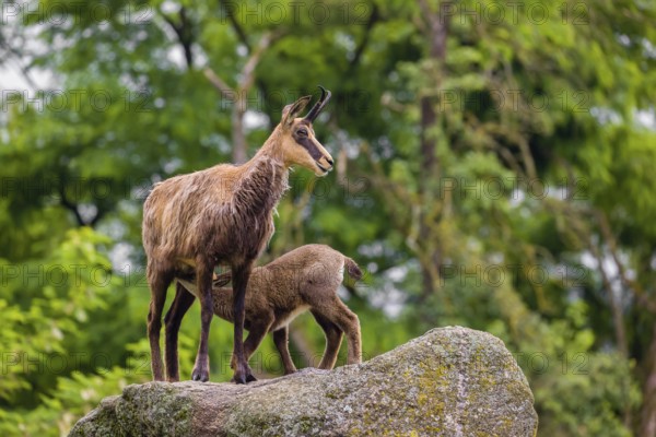 An adult female chamois (Rupicapra rupicapra) suckles her baby standing on a rock. A green forest in the background