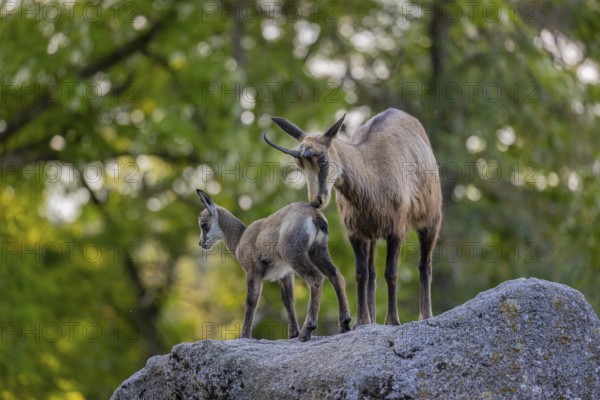 One adult female chamois (Rupicapra rupicapra) and her baby standing on a rock. A green forest in the background