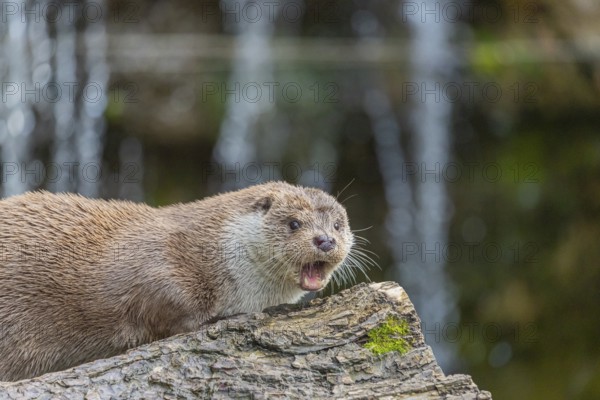 One Eurasian otter (Lutra lutra) resting on a log in front of a little cascade