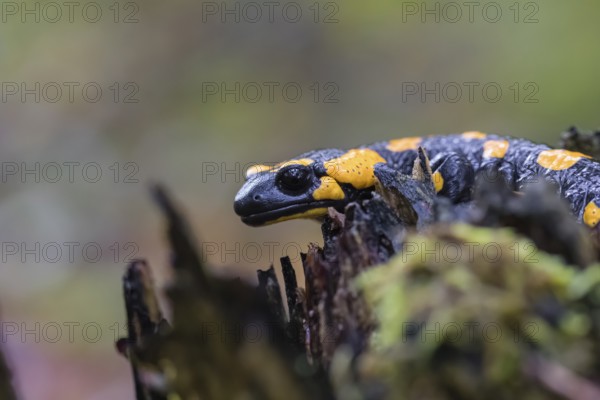 One fire salamander (Salamandra salamandra) rests on a tree stump on a rainy day. IUCN conservation status is Near Threatened