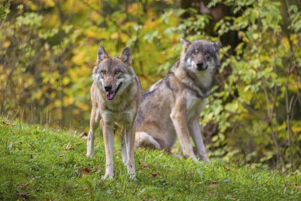 Two eurasian gray wolves (Canis lupus lupus) stand on a meadow on a hill with a colourful foliage in the background