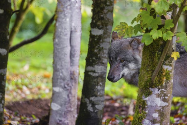 A Eurasian gray wolf (Canis lupus lupus) stands at the edge of a forest, behind some trees