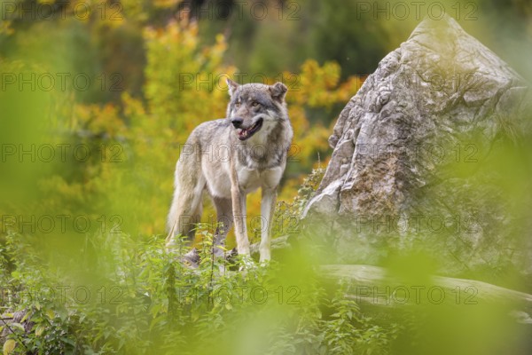 A Eurasian gray wolf (Canis lupus lupus) stands, framed by leaves, on a hill between rocks and rotting tree trunks. Behind it lies a forest in intense autumn colors