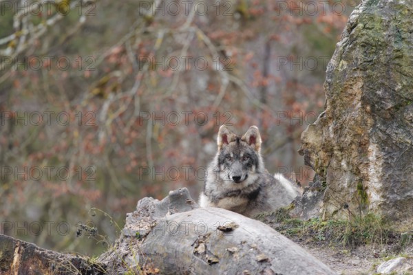 A young grey wolf (Canis lupus lupus) rests behind a rock and a rotting tree trunk on a cloudy day and observes the surroundings