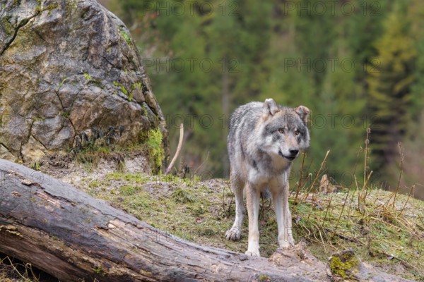An adult male grey wolf (Canis lupus lupus) stands in a meadow on the top of a hill between a rock and a rotting tree trunk