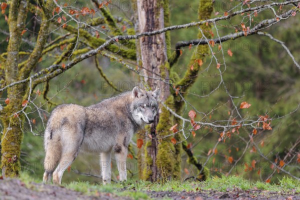 A young grey wolf (Canis lupus lupus) stands at the edge of the forest on a cloudy day and observes the surroundings