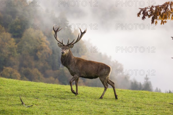 A red deer stag (Cervus elaphus) runs across a meadow. A forest with autumn leaves can be seen in the background. Wisps of mist drift over the forest