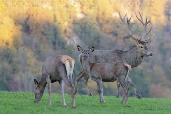 A red deer stag (Cervus elaphus), a hind and a calf stand in a meadow in the shadow of the beautiful morning light that hits the autumnal forest in the background