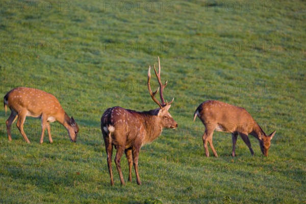 A Manchurian sika deer stag and two female (or Dybowski's sika deer, Cervus nippon mantchuricus or Cervus nippon dybowskii) stand on a green meadow