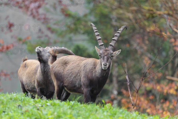 Two male ibex (Capra ibex) standing on a cloudy day on a green meadow on top of a hill. A forest in fall foliage can be seen in the background