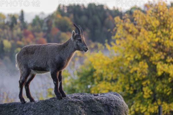 An adult female ibex (Capra ibex) stands on a rock. A forest in autumn colors can be seen in the background