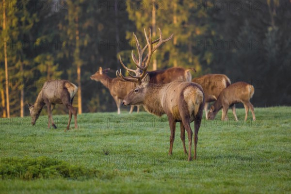 An Altai maral stag, Altai wapiti or Altai elk (Cervus canadensis sibiricus) stands on a meadow in the very first light of the day. Trees in autumn colors stand in the background