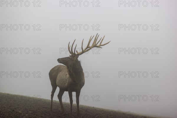 An Altai maral stag, Altai wapiti or Altai elk (Cervus canadensis sibiricus) stands in a meadow in dense fog