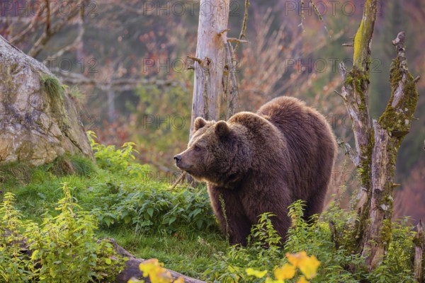 An adult female brown bear (Ursus arctos arctos) walks on a hilly terrain with trees and rocks