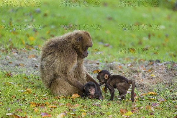 One female Gelada (Theropithecus gelada), or bleeding-heart monkey takes care of two babies