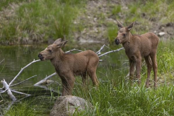 Two baby moose or elk, Alces alces, (19 days old, born May 8, 2020) standing on a meadow with fresh green grass. A little pond in the background