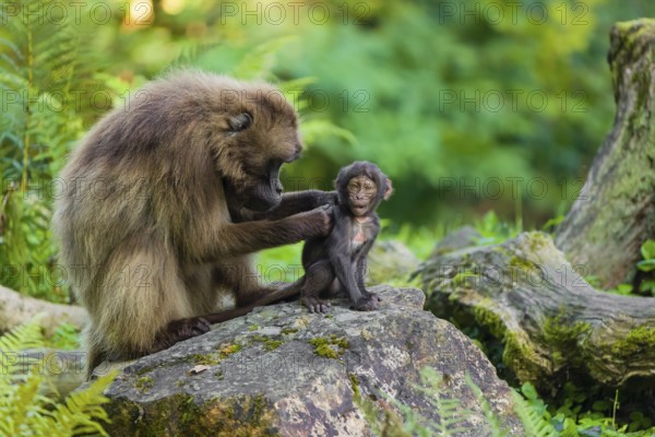 One female Gelada (Theropithecus gelada), or bleeding-heart monkey sits on a rock grooming her baby. A green forest is in the background