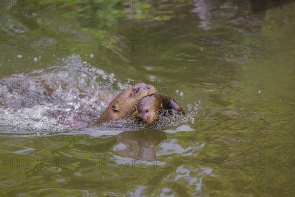 An adult giant otter or giant river otter (Pteronura brasiliensis) swims in a small river carrying a 2-month-old young around in its mouth