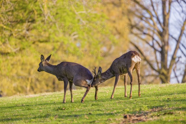 One young Roe Deer buck, (Capreolus capreolus), is interested in a doe, sniffing on her