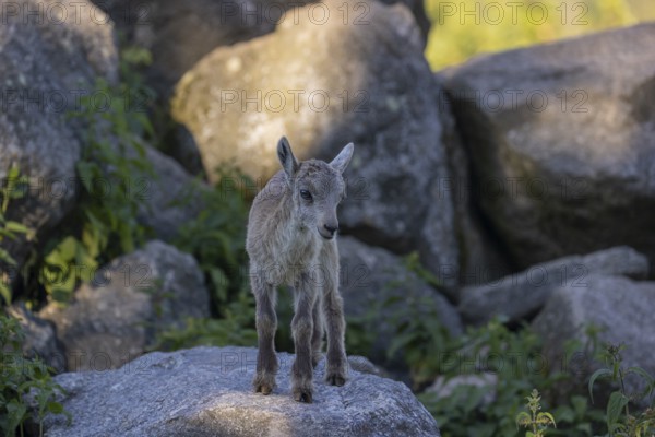 One baby ibex (Capra ibex) walking between rocks. Some green vegetation around