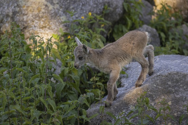 One baby ibex (Capra ibex) standing in green vegetation