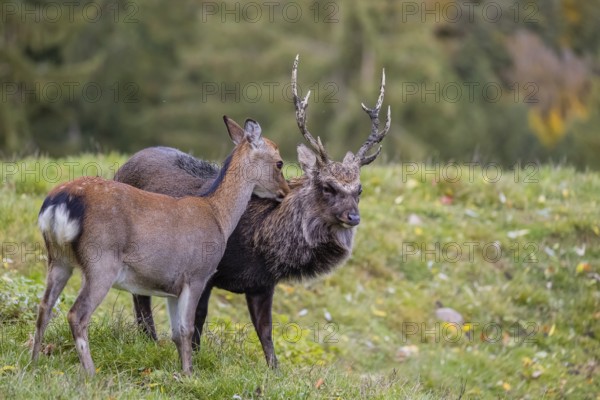 Deep affection. A Japanese sika deer (Cervus nippon nippon) doe cuddles intensely with a stag