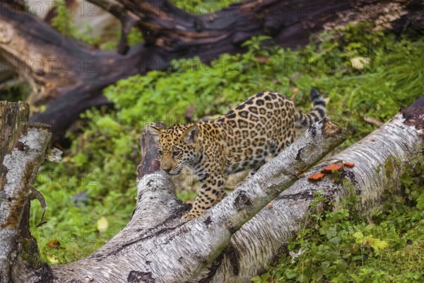 A female jaguar cub (Panthera onca), 4 months old, runs over a rotten tree trunk