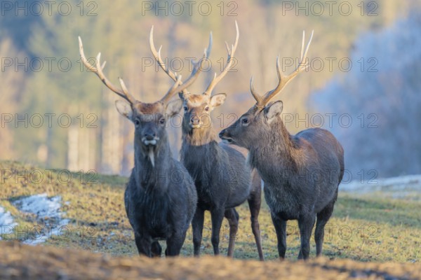 Three Japanese sika deer stags (Cervus nippon nippon) stand on a meadow in hilly terrain. A blue forest covered in hoarfrost can be seen in the background