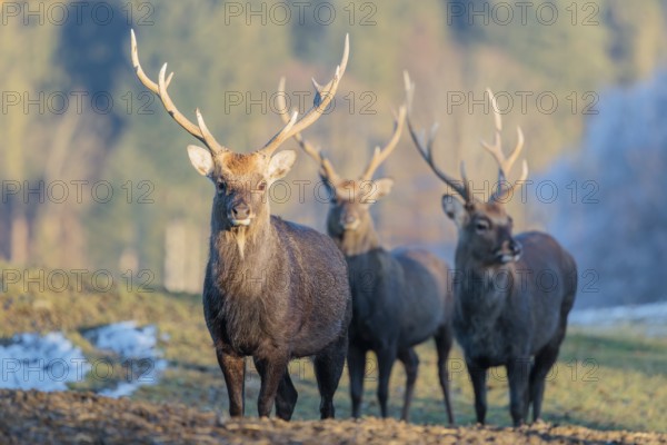 Three Japanese sika deer stags (Cervus nippon nippon) stand on a meadow in hilly terrain. A blue forest covered in hoarfrost can be seen in the background