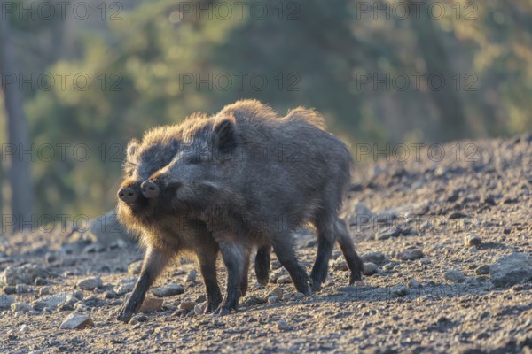 Two young wild boars (Sus scrofa) play fighting and dominance on a frozen field on a sunny day. A forest can be seen in the background