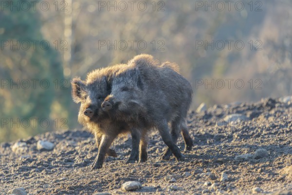 Two young wild boars (Sus scrofa) play fighting and dominance on a frozen field on a sunny day. A forest can be seen in the background